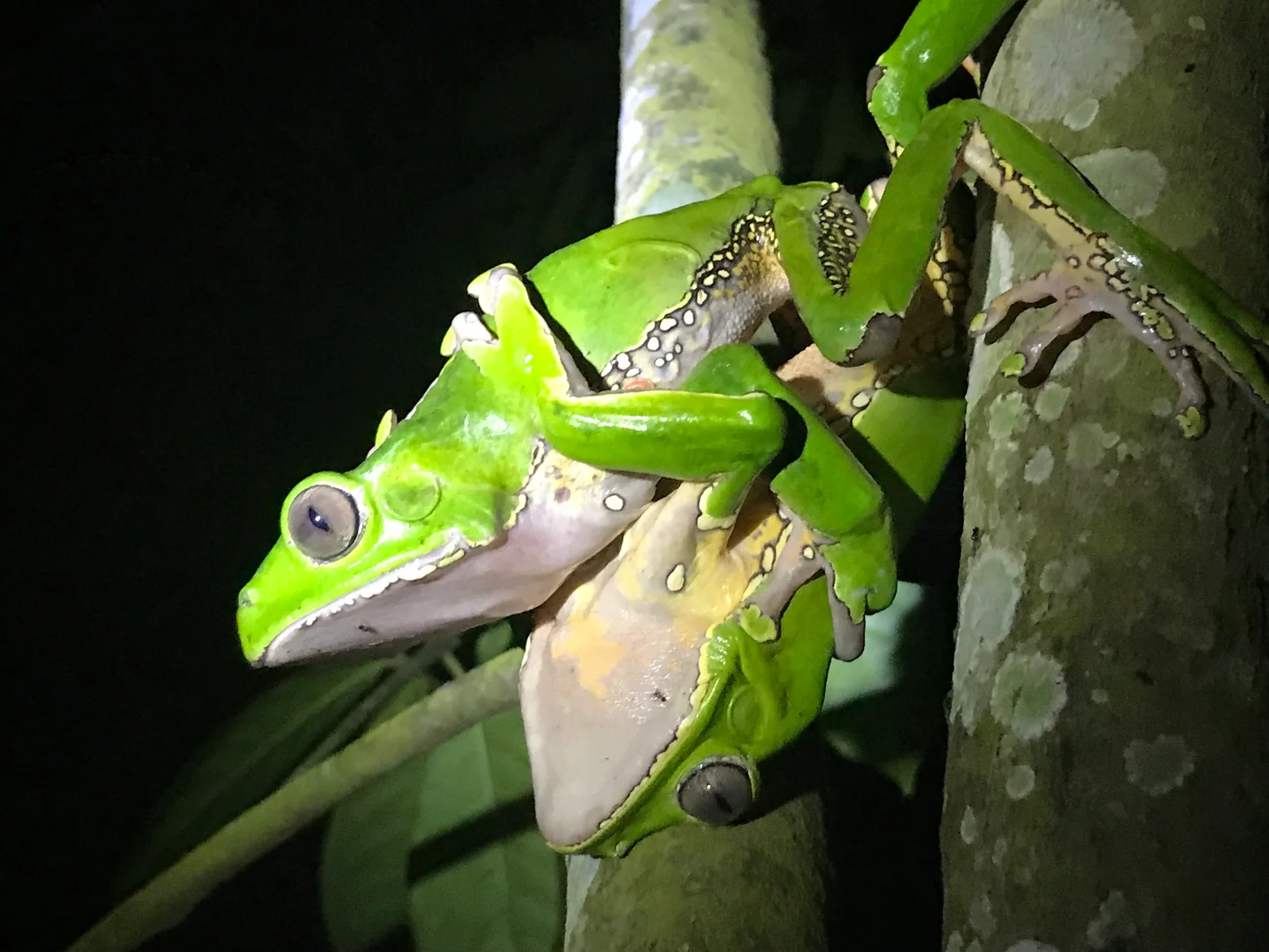 Frog Reproduction